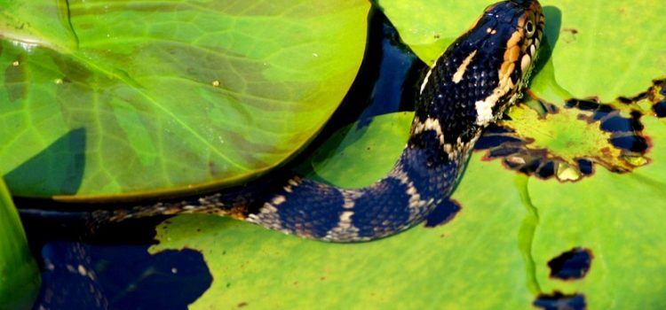 các loại rắn không độc ở việt nam