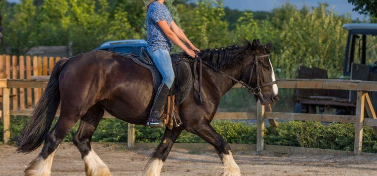 Horse Riding Là Gì – Những Điều Thú Vị Từ Bộ Môn Này